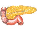 Pathogenetic aspects of chronic pancreatitis and chronic obstructive pulmonary disease comorbidity