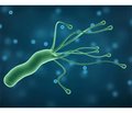 Helicobacter pylori infection: a modern view on virulence and pathogenicity factors