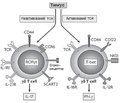 Значення Т-клітин вродженої імунної системи в розвитку метазапалення жирової тканини при ожирінні
