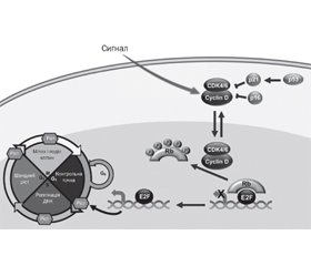 Оптимальна інтеграція інгібіторів CDK4/6 у лікування гормон-рецепторпозитивного метастатичного раку молочної залози
