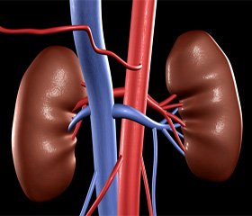 Congenital Anomalies of Kidneys Quantity: frequency, etiopathogenesis, prenatal diagnostics, clinical picture, physical development, diagnostics, treatment and prophylaxis