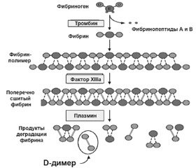 D-димер как маркер тромбообразования и его применение в клинической практике