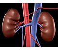 Acute renal failure in severe poisoning by methadone