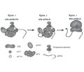 Механізми дії цитоплазматичних мікроРНК. Частина 2. МікроРНК-опосередкований посттрансляційний сайленсинг