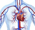 Фармакотерапия ишемической болезни сердца:  место статинов
